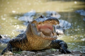 alligator bite