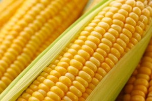 Syngenta Corn
