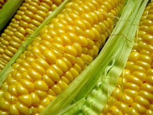 GMO corn seed lawsuit