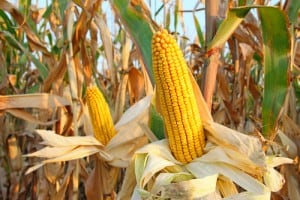 Syngenta GMO Corn