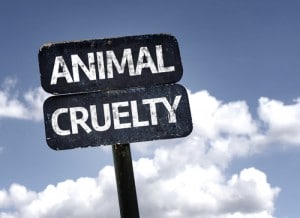 Animal Cruelty Charges